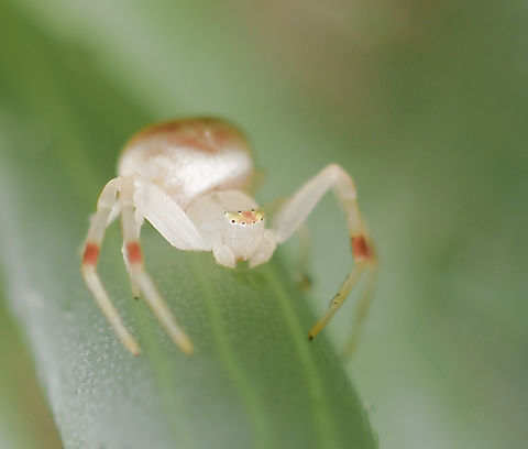 Miniscule Mastira Tiny indeed, only a few mm in length. Seen on a finger of Senecio succulent. This is the only image I could manage before he disappeared - his abdomen had a mottled appearance with pale orange patches (can just be seen), the colour of which matched the banding on his legs.

© All rights reserved.  Araneae,Australia,Geotagged,Mastira,Thomisidae,arachnid,arthropod,autumn,crab spider,fall,flower spider,invertebrate,macro,new south wales