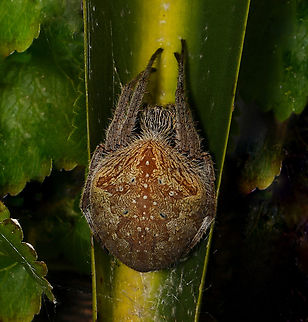 Hortophora orb weaver Around 30 mm body length. Perhaps gravid. Araneae,Araneidae,Australia,Australian garden orb weaver spider,Fall,Geotagged,Hortophora,South Pacific orbweaver,arachnid,arachnology,arthropod,autumn,fauna,invertebrate,macro,new south wales