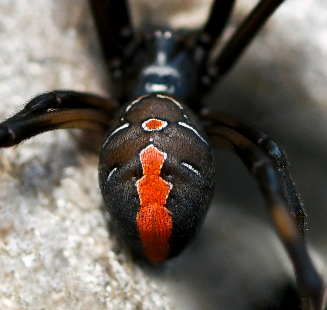 Australian icon: redback spider detail Highlighting the dynamic markings and colour on the abdomen of a juvenile female redback.<br />
<br />
These iconic Australian spiders are to me not only beautiful but fascinating with their intriguing lifecycle and behaviours.<br />
<br />
The bright colours often serve to alert to danger in the natural world, possibly serving as a warning to potential predators ...do not disturb! <br />
<br />
If summers are hot and dry which they prefer, I get to observe many, as I leave out special areas constructed of materials that they like to inhabit. <br />
<br />
Unfortunately, they remain much maligned and misunderstood by the general public.<br />
<br />
Latrodectus hasselti around 7 mm body length.<br />
<br />
 &copy; All rights reserved. Araneae,Australia,Geotagged,Latrodectus hasseltii,Redback spider,Summer,Theridiidae,arachnid,arachnology,arthropod,fauna,invertebrate,macro,new south wales