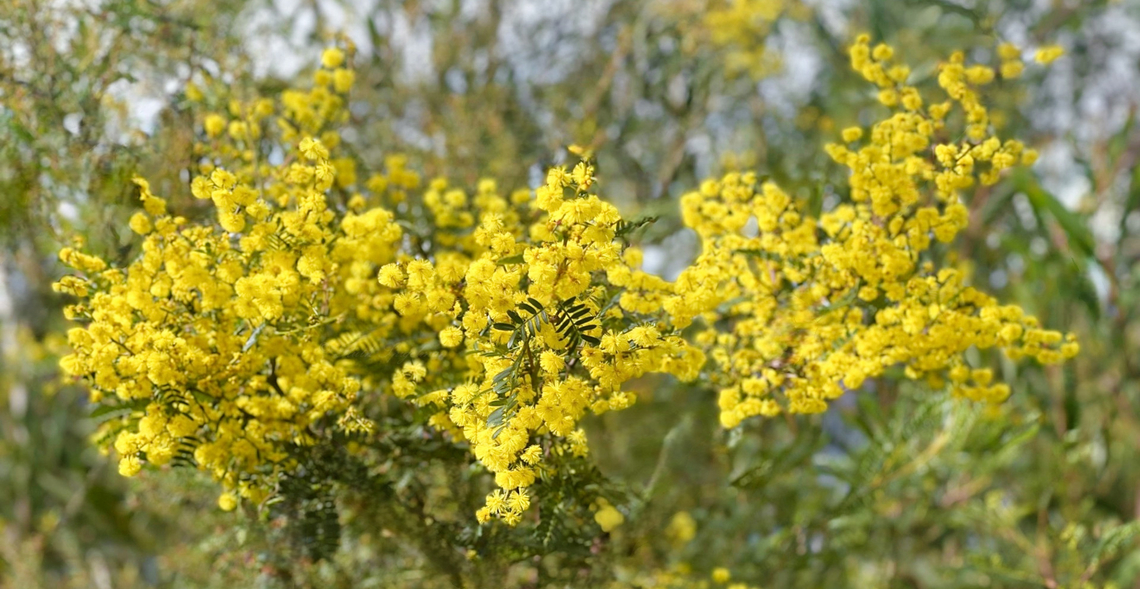 Sunshine winter flowering wattle A glorious burst of sunshine yellow in the bush during our cooler winter days, Acacia terminalis were flowering in profusion on the walks I took when in the Blue Mountains. <br />
<br />
Aptly named sunshine wattle, this species is native to the eastern states of this country, New South Wales, Victoria and Tasmania. Growing to a shrub or small tree with an open habit. Foliage is bipinnate.<br />
<br />
I read that there are around 1350 Acacia species around the globe, and close to 1000 of these are found in Australia. <br />
<br />
&copy; All rights reserved. <br />
<br />
 Acacia terminalis,Australia,Blue Mountains,Fabaceae,Fabales,Flora,Geotagged,Sunshine wattle,botany,new south wales,winter,yellow flowers
