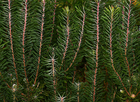 Galpin's conebush foliage Native to South Africa.

Of note are these intriguing silver seed cones produced in spring. Leucadendrons are dioecious - separate male and female plants. Both the male and female flowers occur in dense heads at the branch tips with the male flowers the most attractive, only the female plant will produce these cones and seed.

Leucadendron galpinii is a multi-stemmed, evergreen perennial with long, upright stems covered in silver-green foliage.

This is cultivar Purple Haze growing to 1.5 m.

https://www.jungledragon.com/image/142707/galpins_conebush.html Australia,Galpin's conebush,Geotagged,Leucadendron galpinii,Protaceae,Proteales,autumn,botany,flora,new south wales
