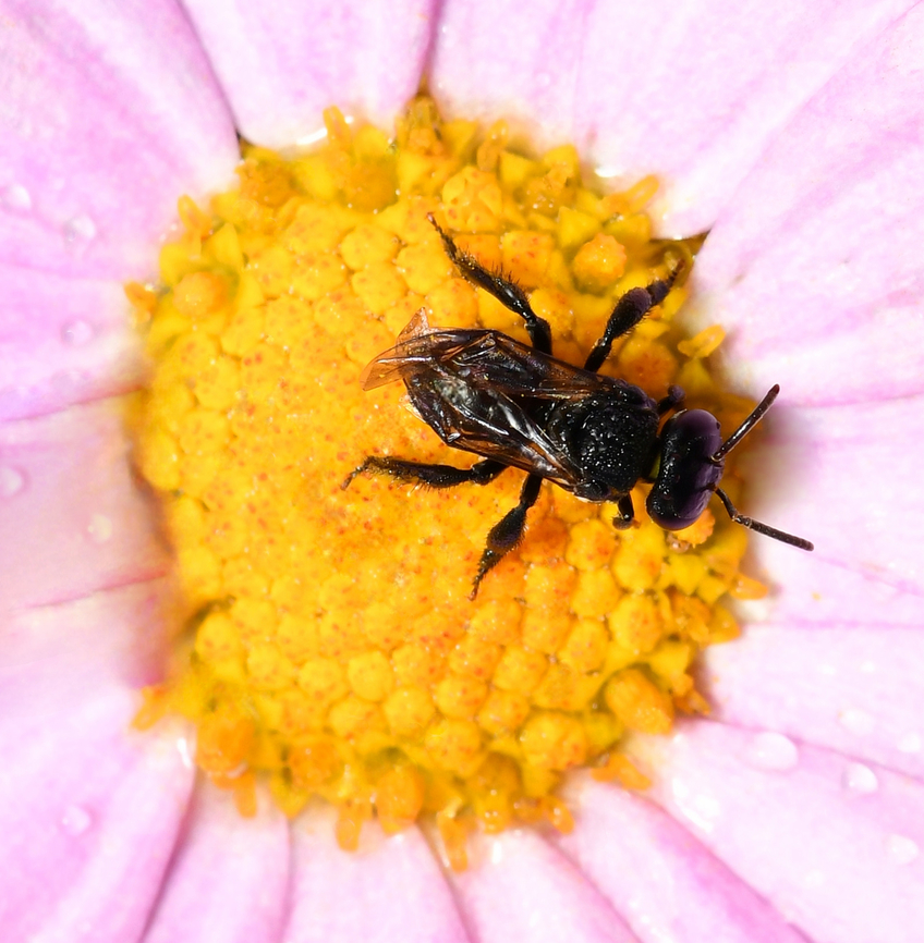 Australian stingless micro bee At just 4 mm length and with their black colouration, these tiny bees are so small, they look like flies when visiting a plant. These little daisies are firm favourites with these bees despite not being native and I grow them every year.<br />
<br />
<br />
<br />
 Apidae,Australia,Charcoal Stingless Bee,Geotagged,Hymenoptera,Spring,Tetragonula carbonaria,arthropod,fauna,insect,invertebrate,macro,micro bee,new south wales,stingless bee,sugarbag bee