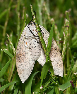 Fallen bark looper The only moth in the genus Gastrophora is G. henricaria. So beautiful in its subtlety.

I believe this is a female.

Wingspan around 60 mm.

https://www.jungledragon.com/image/155363/fallen_bark_looper.html Australia,Fallen bark looper,Gastrophora henricaria,Geometridae,Geotagged,Lepidoptera,Spring,arthropod,entomology,fauna,insect,invertebrate,macro,new south wales
