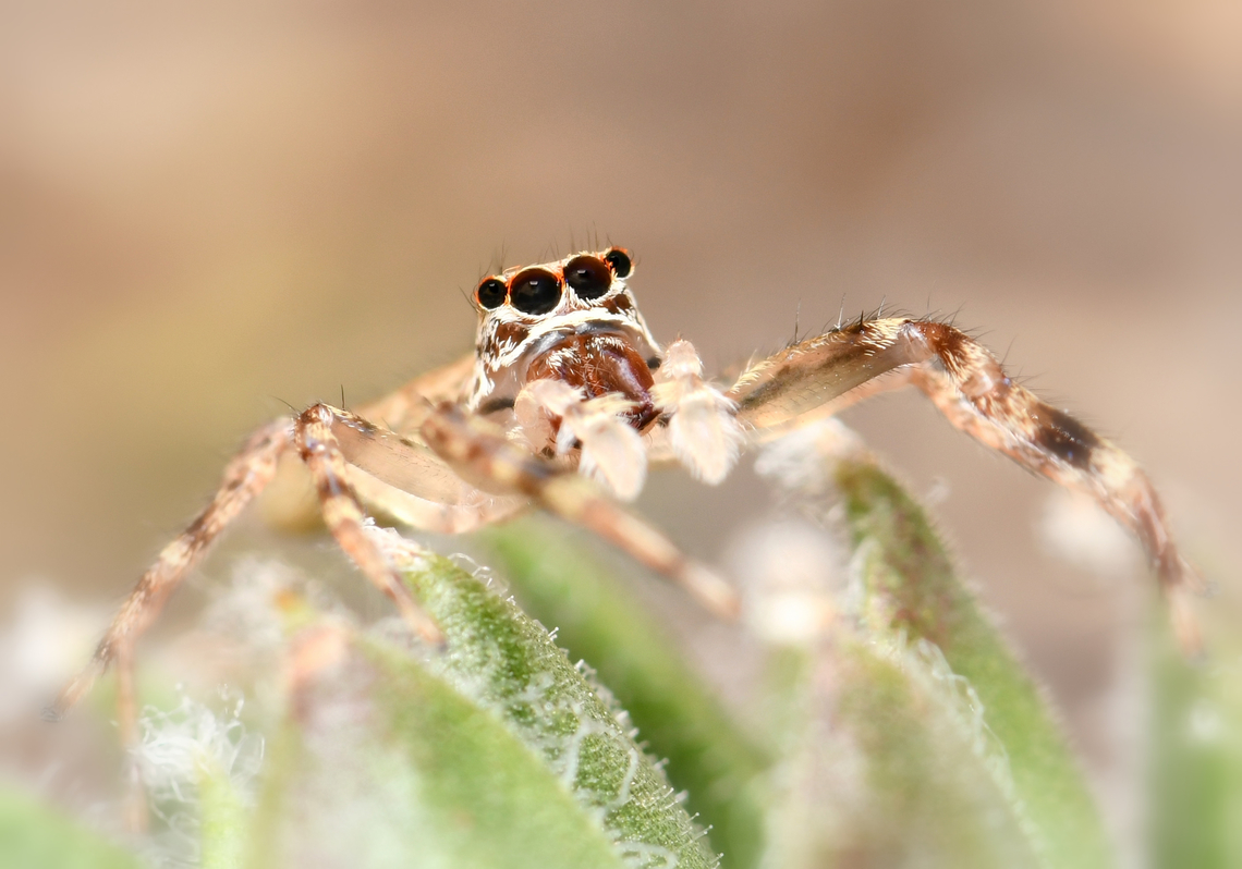 Helpis minitabunda jumping spider A little female, around 8 mm body length.  Araneae,Aussie Bronze Jumper,Australia,Geotagged,Helpis minitabunda,Salticidae,Summer,arachnid,arachnology,arthropod,fauna,invertebrate,macro,new south wales