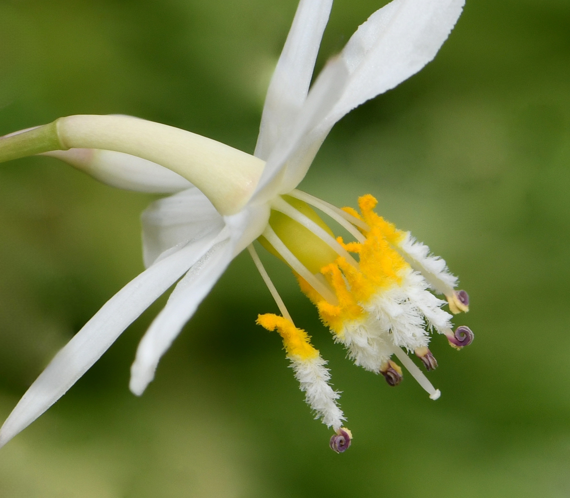 New Zealand rock lily This is 'Matapouri Bay' variety of the NZ rock lily Arthropodium cirratum that I grow. <br />
<br />
Also known as the renga lily, this variety was selected for its superior waxy blue-green foliage produced in dense clumps. Beginning in spring, branching flowerheads carry numerous white, six petal, star-shaped flowers with intriguing macro anatomy.<br />
<br />
Each flower, around 2 cm diameter. <br />
<br />
 Arthropodium Matapouri Bay,Arthropodium cirratum,Asparagaceae,Asparagales,Australia,Flora,Geotagged,Lomandroideae,New Zealand rock lily,botany,renga lily,rengarenga,summer
