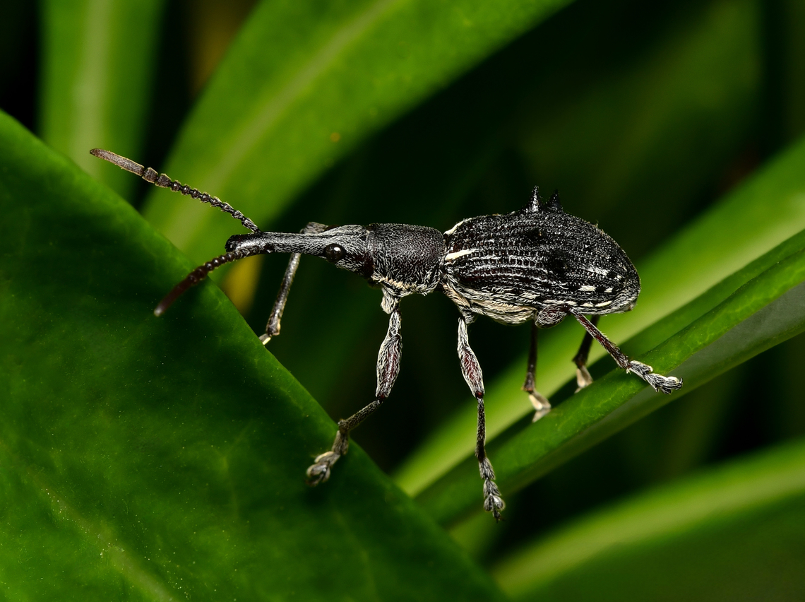 Eurhynchus quadrituberculatus A straight-snouted weevil with length of around 20 mm Australia,Brentidae,Coleoptera,Curculionidae,Eurhynchus quadrituberculatus,Geotagged,arthropod,entomology,fauna,insect,invertebrate,macro,new south wales,straight-snouted weevil,summer,weevil