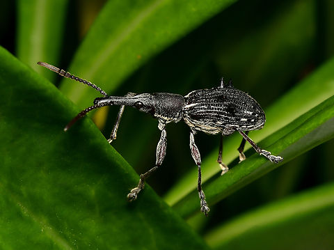 Eurhynchus quadrituberculatus A straight-snouted weevil with length of around 20 mm Australia,Brentidae,Coleoptera,Curculionidae,Eurhynchus quadrituberculatus,Geotagged,arthropod,entomology,fauna,insect,invertebrate,macro,new south wales,straight-snouted weevil,summer,weevil