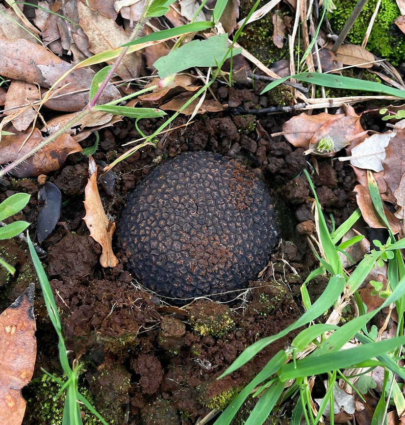 Black truffle A recent truffle hunt resulted in some prize finds. <br />
<br />
I learned that here in Australia we have around 300 native truffle species, but this is Tuber melanosporum, the black P&eacute;rigord truffle, native to southern Europe. <br />
<br />
Black truffles are associated with oaks, hazelnut, cherry and other deciduous trees and are harvested in late autumn and winter.<br />
<br />
The round, subterranean fruiting bodies (ascocarps) have a black-brown skin with small pyramidal cusps. They have a strong, aromatic smell and normally reach a size of up to 10 cm.<br />
<br />
<br />
<br />
<br />
 Australia,Geotagged,Pezizales,Périgord truffle,Tuber melanosporum,Tuberaceae,ascocarp,black truffle,fungi,macro,new south wales,winter