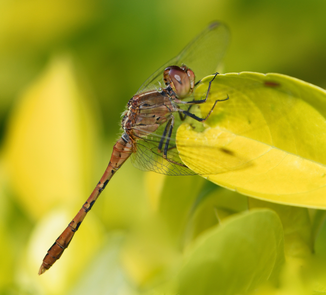 The wanderer rests It seems at times that a dragonfly's strength and tenacity are boundless - I watch them as they spend so much of their time on the wing hunting and perhaps looking for a mate.<br />
<br />
But occasionally they come to rest for a while such as here. The common name for this species is perfect, the wandering percher. It wanders, it perches! <br />
<br />
Diplacodes bipunctata can be found here in Australia, all over I believe. They like to be near freshwater habitats such as here, by a pond. <br />
<br />
35 mm length. <br />
<br />
 Australia,Diplacodes bipunctata,Geotagged,Libellulidae,Odonata,Summer,Wandering Percher,Wandering percher,arthropod,entomology,insect,invertebrate,macro,new south wales