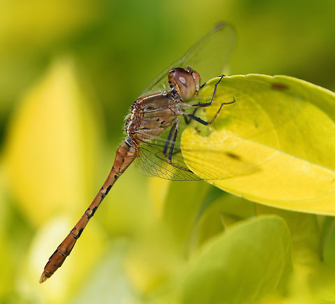 The wanderer rests It seems at times that a dragonfly's strength and tenacity are boundless - I watch them as they spend so much of their time on the wing hunting and perhaps looking for a mate.

But occasionally they come to rest for a while such as here. The common name for this species is perfect, the wandering percher. It wanders, it perches! 

Diplacodes bipunctata can be found here in Australia, all over I believe. They like to be near freshwater habitats such as here, by a pond. 

35 mm length. 

 Australia,Diplacodes bipunctata,Geotagged,Libellulidae,Odonata,Summer,Wandering Percher,Wandering percher,arthropod,entomology,insect,invertebrate,macro,new south wales