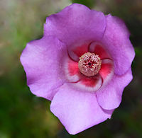Australian Alyogyne The genus Alyogyne is closely related to genus Hibiscus. <br />
<br />
We have around 40 species of plants commonly called Hibiscus here in Australia, most of which are endemic.<br />
<br />
This one being Alyogyne hakeifolia. Fine leaves surround these delicate, pretty blooms. <br />
<br />
Growing to 3 m. <br />
<br />
https://www.jungledragon.com/image/146995/elegant_australian_alyogyne.html<br />
<br />
 Alyogyne hakeifolia,Australia,Australian native hibiscus,Botany,Flora,Geotagged,Macro,Malvaceae,Malvales,Summer,new south wales