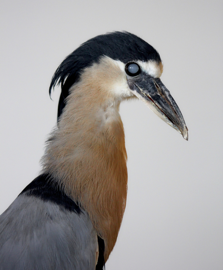 Blind boat-billed heron What a nice memory! This is Stevie, a boat-billed heron at the National Aviary in Pittsburgh, Pennsylvania, USA. <br />
<br />
I met him in 2014 when I took this image and I've just found a post by the Aviary in 2021, celebrating his 33rd birthday. Amazing. <br />
<br />
He has cataracts in both eyes and is completely blind.<br />
<br />
Stevie is one of the oldest boat-billed herons on record and is a resident of the aviary's Teaching Hospital, where he receives individualized care from the excellent Veterinary Care Team.<br />
<br />
I remember he was a beautiful character - despite being blind, showing no defensiveness.....and  patient and gentle with all who greeted him. <br />
<br />
Boatbills are nocturnal birds, natural habitat is mangrove swamps from Mexico, south to Peru and Brazil. <br />
<br />
 Ardeidae,Aves,Boat-billed Heron,Cochlearius cochlearius,Geotagged,North America,Pelecaniformes,Pennsylvania,The National Aviary Pittsburgh,Tigriornithinae,United States,Winter,fauna