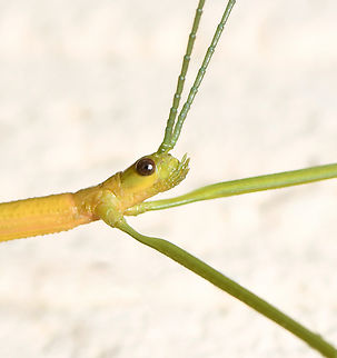 Spur-legged phasmid portrait One good thing about living next to a forest is that occasionally the fauna that live there make their way to my home - and I don't have to hike to find them!

Such as this spur-legged phasmid that dropped by in February last summer. It spent a fair while on my house wall where I photographed it. 

Also commonly known as the violet-winged stick insect, or violet-winged phasma.

This is a male and only he has the spurs on his hind legs that give the common name. Both males and females can have beautiful violet-coloured wings. 

One can come across this native species from south to south-eastern Australia, from Tasmania up the east coast through New South Wales and in to southern Queensland. 

Male, around 10 cm in length. 
 Australia,Didymuria violescens,Geotagged,Phasmatidae,Phasmatodea,Summer,arthropod,entomology,fauna,insect,invertebrate,macro,new south wales,spur-legged phasmid,violet-winged phasma,violet-winged stick insect