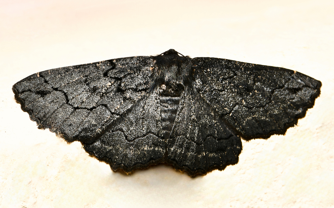 Melanodes anthracitaria Wingspan 55 mm. Image taken with flash, almost fully black to the naked eye. Australia,Black Geometrid,Fauna,Geometridae,Geotagged,Lepidoptera,Melanodes anthracitaria,The Melanodes,Winter,arthropod,entomology,insect,invertebrate,new south wales