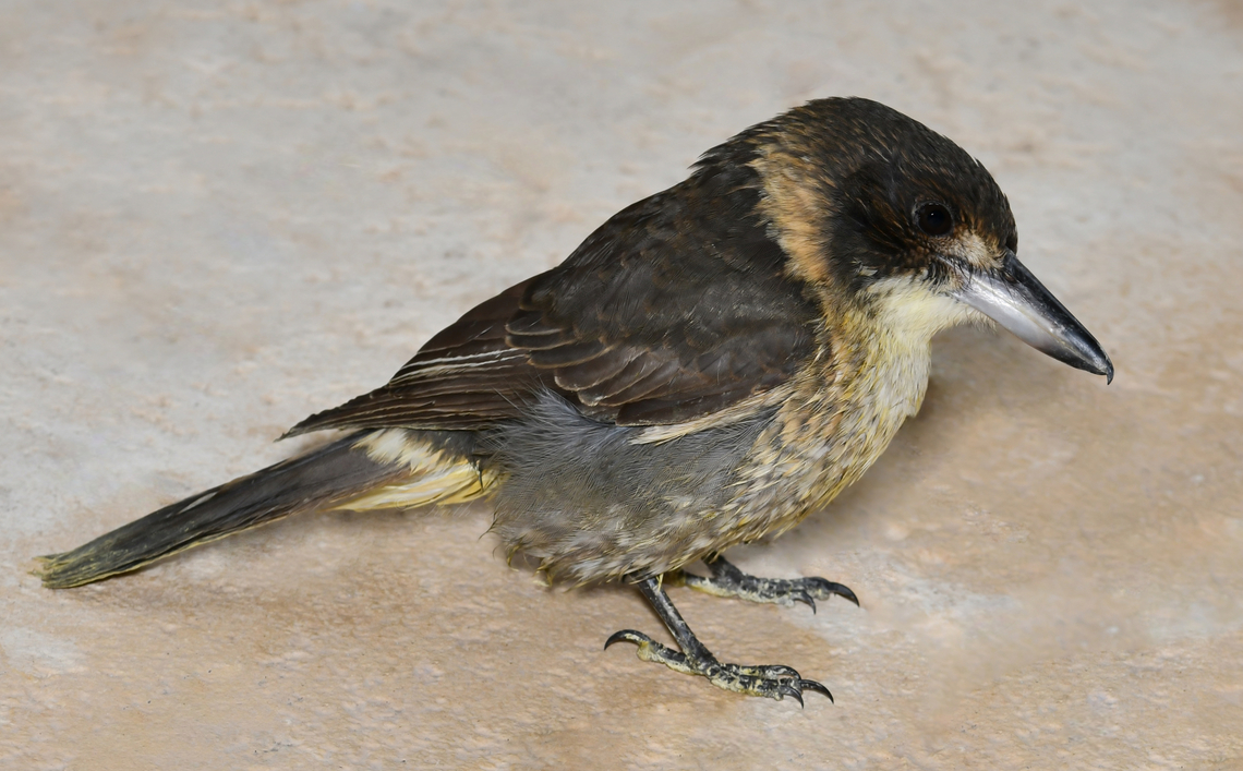 Grey butcherbird A juvenile.  Artamidae,Australia,Aves,Cracticus torquatus,Geotagged,Grey Butcherbird,Passeriformes,autumn,fauna,new south wales,ornithology