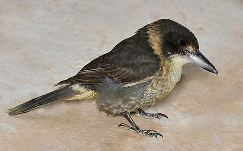 Grey butcherbird A juvenile.  Artamidae,Australia,Aves,Cracticus torquatus,Geotagged,Grey Butcherbird,Passeriformes,autumn,fauna,new south wales,ornithology