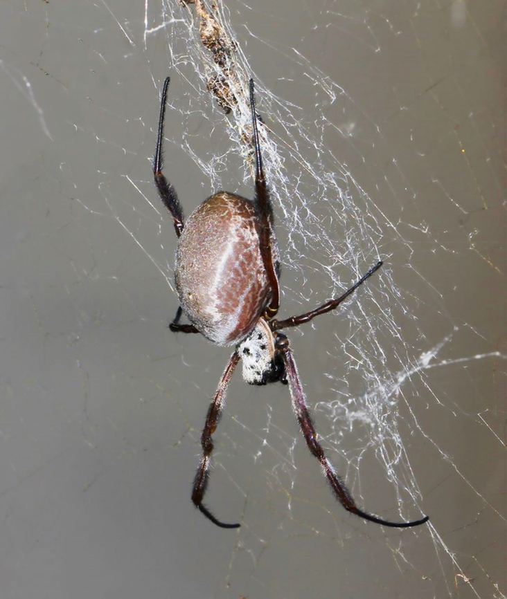Pacific golden orb weaver Possibly gravid, as others of the same species I&#039;ve seen have had much slimmer abdomens. <br />
<br />
Female 35 mm body length.  Araneae,Australia,Australian Golden Orbweaver,Fall,Geotagged,Nephilidae,Trichonephila edulis,arachnid,arachnology,arthropod,autumn,fauna,invertebrate,macro,new south wales,pacific golden orb weaver