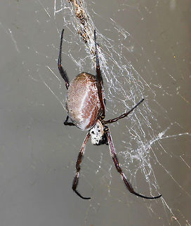 Pacific golden orb weaver Possibly gravid, as others of the same species I've seen have had much slimmer abdomens. 

Female 35 mm body length.  Araneae,Australia,Australian Golden Orbweaver,Fall,Geotagged,Nephilidae,Trichonephila edulis,arachnid,arachnology,arthropod,autumn,fauna,invertebrate,macro,new south wales,pacific golden orb weaver