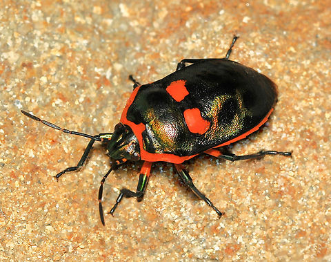 Scutiphora pedicellata 15 mm length.  Arthropod,Australia,Entomology,Fauna,Geotagged,Hemiptera,Heteroptera,Insect,Invertebrate,Macro,Scutelleridae,Scutiphora pedicellata,Summer,new south wales