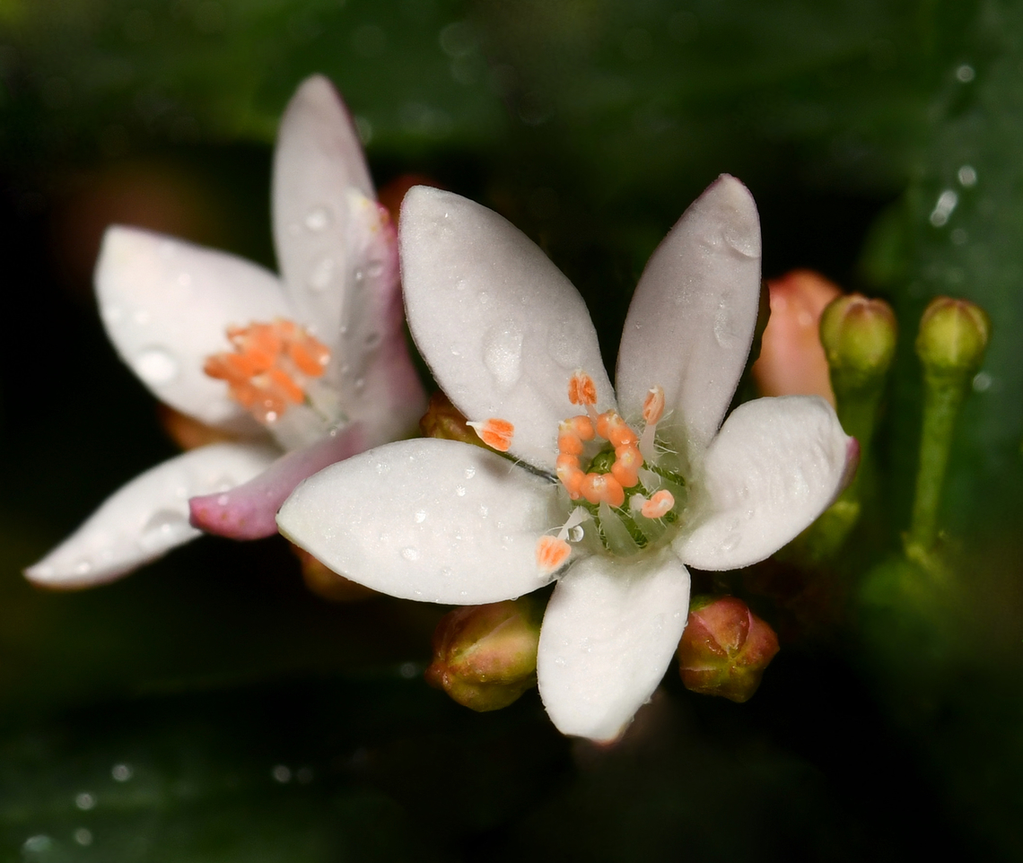 Philotheca myoporoides The long-leaf waxflower Philotheca myoporoides is an Australian native plant, growing naturally in Queensland, here in New South Wales and Victoria.<br />
<br />
Seen near a creek in the Blue Mountains, west of Sydney. <br />
<br />
It is a hardy, large shrub with a long flowering season of tiny white to pale pink flowers. Leaves are sessile, oblong to egg-shaped and glandular-warty. The foliage emits a lovely citrus-like aroma. <br />
<br />
Each flower no bigger than 10 mm. Seen here are two flowers with some unopened buds. Australia,Geotagged,Long-leaf wax-flower,Philotheca myoporoides,Rutaceae,Sapindales,Winter,botany,flora,long-leaf wax flower,macro,new south wales