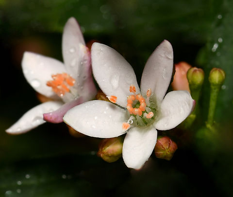 Philotheca myoporoides The long-leaf waxflower Philotheca myoporoides is an Australian native plant, growing naturally in Queensland, here in New South Wales and Victoria.

Seen near a creek in the Blue Mountains, west of Sydney. 

It is a hardy, large shrub with a long flowering season of tiny white to pale pink flowers. Leaves are sessile, oblong to egg-shaped and glandular-warty. The foliage emits a lovely citrus-like aroma. 

Each flower no bigger than 10 mm. Seen here are two flowers with some unopened buds. Australia,Geotagged,Long-leaf wax-flower,Philotheca myoporoides,Rutaceae,Sapindales,Winter,botany,flora,long-leaf wax flower,macro,new south wales