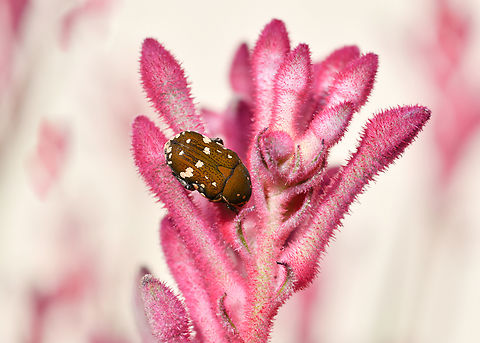 Glycyphana flower beetle on kangaroo paw Perhaps species stolata. Body length 10 mm.  Australia,Brown flower beetle,Coleoptera,Geotagged,Glycyphana,Glycyphana stolata,Insect,Winter,arthropod,entomology,fauna,invertebrate,macro,new south wales