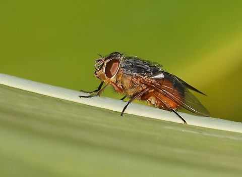 Forensically important Calliphora augur Native to the south-east of this country. It has been observed that typically, this species will visit a carcass early in the decomposition process.

I also learned that the females of this species are ovoviviparous, laying around fifty larvae (maggots) sheathed in a chorion (egg shell) which hatch almost instantaneously.

And with fascination I read that this is the most forensically important fly in New South Wales, where, for example, it was utilised in over 30% of cases between 1984 and 2001.

Body length 10 mm. 

 Australia,Calliphora augur,Calliphoridae,Diptera,Geotagged,Winter,arthropod,entomology,fauna,insect,invertebrate,lesser brown blowfly,macro,new south wales