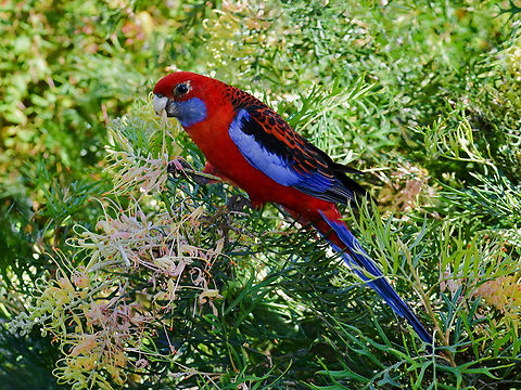 Grazing on grevillea Crimson rosellas love to make a meal (and mess!) of the grevillea in my garden. But I can spare a few just to see and enjoy these beautiful feathered visitors. 

This is probably a male, given that its mate was smaller. 

Crimson rosellas are native parrots, found in the eastern and south-eastern areas of the country. 

Around 35cm length. 



 Australia,Australian parrot,Aves,Crimson Rosella,Crimson rosella,Geotagged,Platycercus elegans,Psittaciformes,Psittaculidae,fauna,new south wales,spring,vertebrate