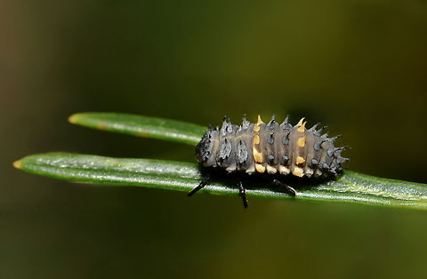 Harmonia conformis ladybird larva Like a tiny armoured tank, making its way through foliage, on the look out for some juicy aphids to snack on. Psyllids and mealybugs are also part of the Harmonia conformis ladybird larva's diet. And I've read that they have also been observed feeding on larvae of other ladybird species. 

Harmonia conformis is one of our large, native ladybirds. 



 Australia,Coccinellidae,Coleoptera,Geotagged,Harmonia conformis,Large Spotted Ladybird,arthropod,entomology,fauna,insect,invertebrate,macro,new south wales,spring