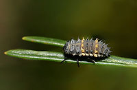 Harmonia conformis ladybird larva Like a tiny armoured tank, making its way through foliage, on the look out for some juicy aphids to snack on. Psyllids and mealybugs are also part of the Harmonia conformis ladybird larva's diet. And I've read that they have also been observed feeding on larvae of other ladybird species. <br />
<br />
Harmonia conformis is one of our large, native ladybirds. <br />
<br />
<br />
<br />
 Australia,Coccinellidae,Coleoptera,Geotagged,Harmonia conformis,Large Spotted Ladybird,arthropod,entomology,fauna,insect,invertebrate,macro,new south wales,spring