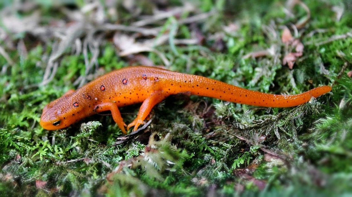 Eastern newt: juvenile red eft It was great to learn about this brightly coloured and spotted juvenile stage of the eastern newt's life cycle. <br />
<br />
The striking bright orange juvenile stage is land-dwelling and is known as a red eft.<br />
<br />
This is specifically the red-spotted newt Notophthalmus viridescens viridescens sub-species.<br />
<br />
Striking colouration of this stage is an example of aposematism, a warning to predators not to eat them. <br />
<br />
After two to three years, the eft finds a pond and transforms into the aquatic adult.<br />
<br />
Needing a moist environment with either a temporary or permanent body of water; sure enough, this specimen was seen on a forest floor close to small stream. <br />
<br />
Around 7 cm in length. <br />
Amphibia,Eastern newt,Fall,Geotagged,Notophthalmus viridescens,Salamandridae,United States,autumn,fauna,herpetology,pennsylvania,red eft,vertebrate