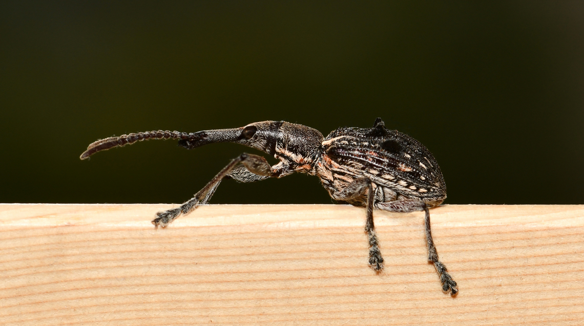 Eurhynchus quadrituberculatus A straight-snouted weevil with length of around 20 mm. Australia,Brentidae,Coleoptera,Curculionidae,Eurhynchus quadrituberculatus,Geotagged,Spring,arthropod,entomology,fauna,insect,invertebrate,macro,new south wales,straight-snouted weevil