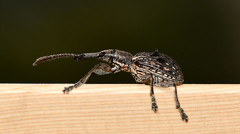Eurhynchus quadrituberculatus A straight-snouted weevil with length of around 20 mm. Australia,Brentidae,Coleoptera,Curculionidae,Eurhynchus quadrituberculatus,Geotagged,Spring,arthropod,entomology,fauna,insect,invertebrate,macro,new south wales,straight-snouted weevil