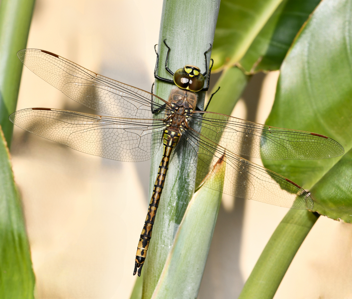 Australian emperor This species is large, around 70 mm in length.  Aeshnidae,Anax papuensis,Australia,Australian Emperor Dragonfly,Australian emperor,Geotagged,Odonata,arthropod,darner,entomology,fauna,hawker,insect,invertebrate,macro,new south wales,spring