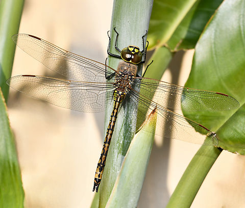 Australian emperor This species is large, around 70 mm in length.  Aeshnidae,Anax papuensis,Australia,Australian Emperor Dragonfly,Australian emperor,Geotagged,Odonata,arthropod,darner,entomology,fauna,hawker,insect,invertebrate,macro,new south wales,spring