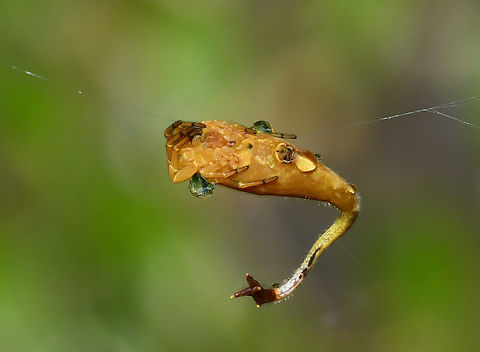 Scorpion-tailed Spider