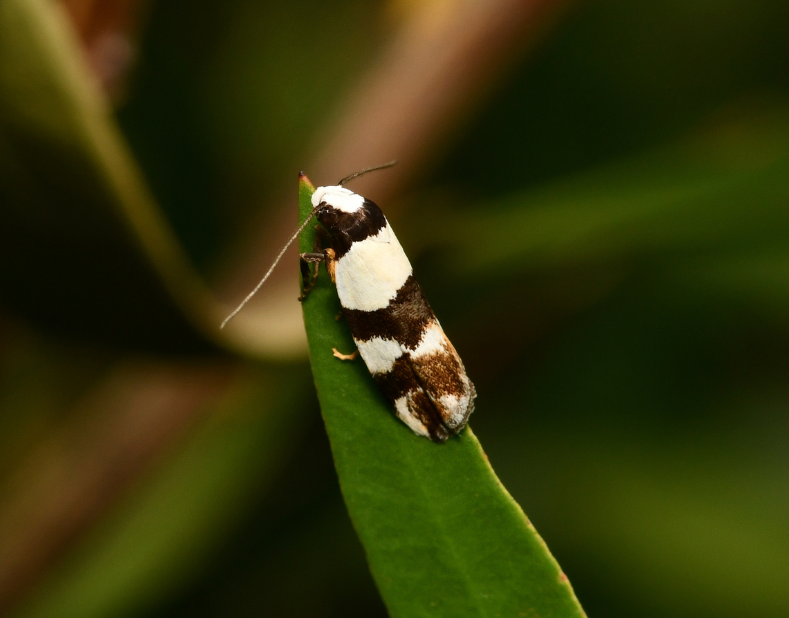 Zonopetala decisana concealer moth A native Australian moth that has been observed feeding on dead wood and lichen. <br />
No more than 10 mm length. <br />
 Australia,Geotagged,Lepidoptera,Oecophoridae,Spring,Zonopetala decisana,arthropod,concealer moth,entomology,fauna,insect,invertebrate,macro,new south wales