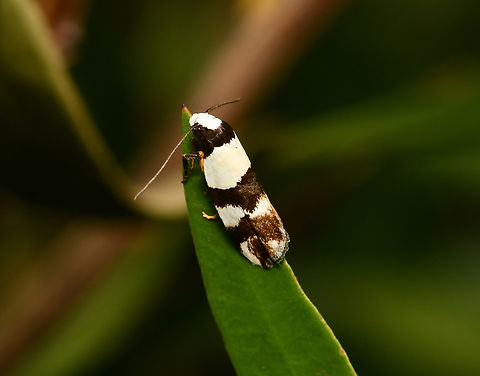 Zonopetala decisana concealer moth A native Australian moth that has been observed feeding on dead wood and lichen. 
No more than 10 mm length. 
 Australia,Geotagged,Lepidoptera,Oecophoridae,Spring,Zonopetala decisana,arthropod,concealer moth,entomology,fauna,insect,invertebrate,macro,new south wales