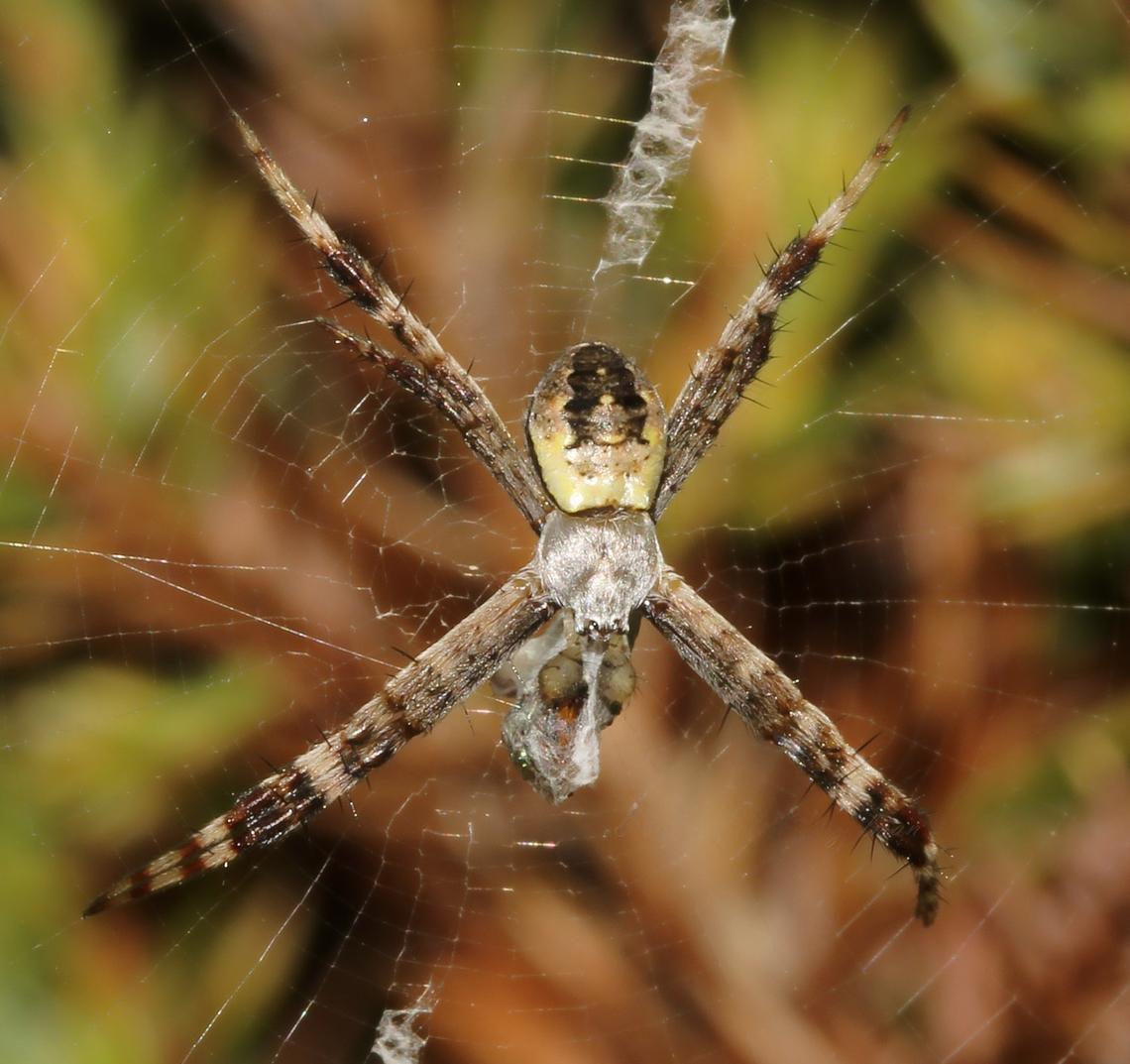 Male Argiope keyserlingi Commonly known as St. Andrew's Cross spider. An orb weaver within family Araneidae. <br />
<br />
This is a male, as evidenced by his bulbous pedipalps between his front legs. <br />
<br />
Tiny at just a few mm body length - yet tenacious and a superb hunter. Here we see him feeding a wrapped catch. <br />
<br />
Araneae,Araneidae,Argiope keyserlingi,Australia,Geotagged,St Andrews Cross Spider,arachnid,arthropod,autumn,fauna,invertebrate,macro,new south wales