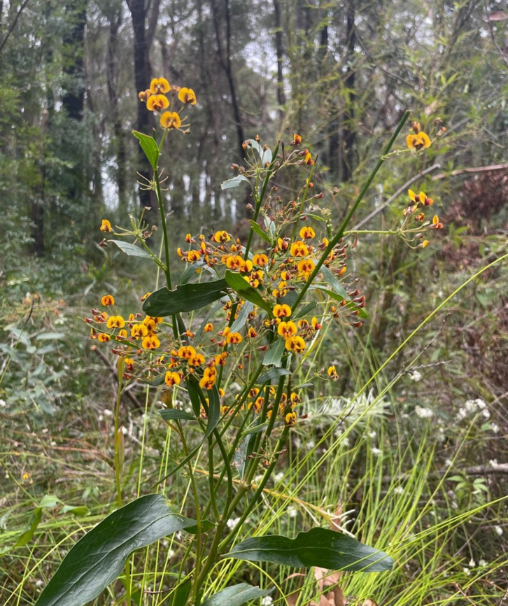 Narrrow-leaf bitter pea An understorey plant, seen in open forest. Also commonly known as blunt-leaf bitter pea.  Australia,Blunt-leaf bitter-pea,Botany,Daviesia mimosoides,Fabaceae,Fabales,Flora,Geotagged,Spring,narrow-leaf bitter pea,new south wales