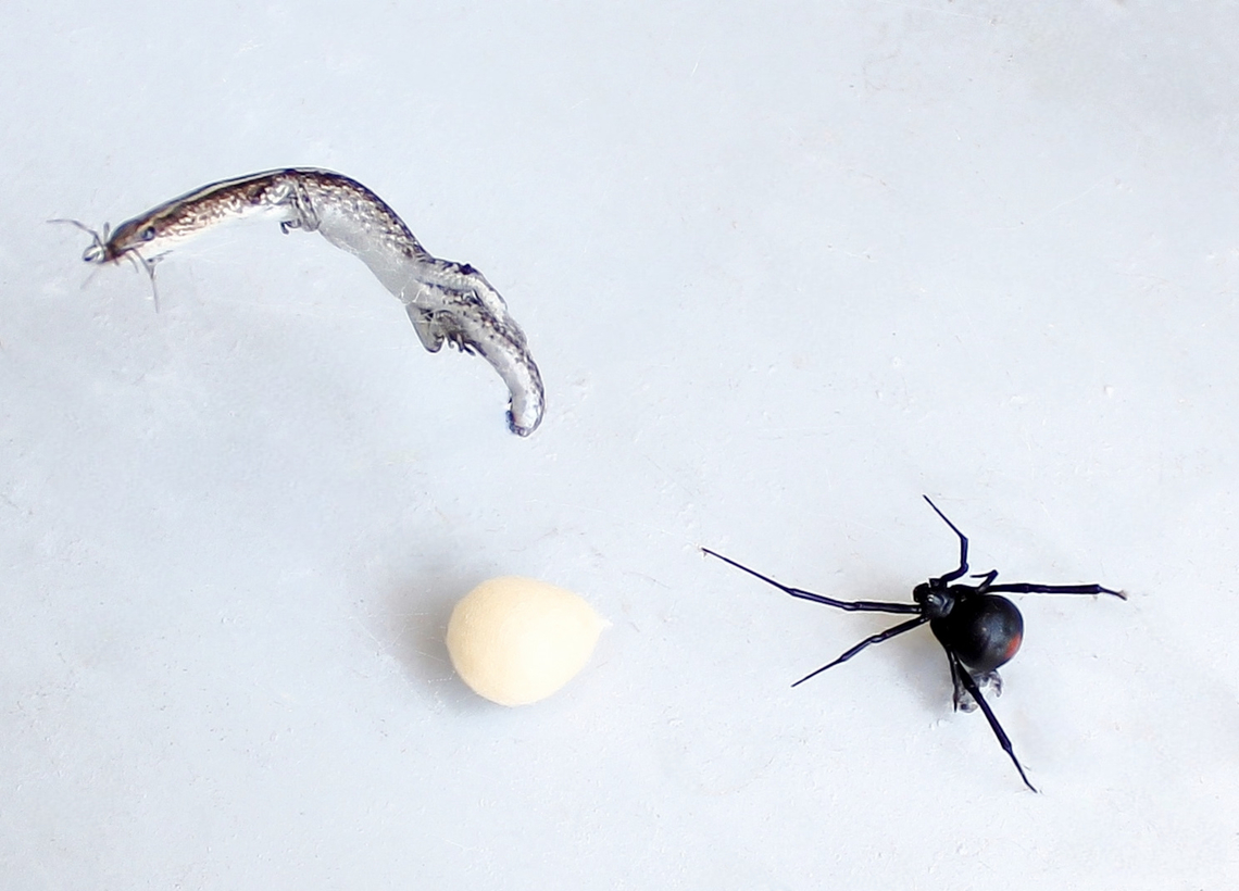 Redback spider with egg sac and prey Detail none too sharp as in a difficult high position to access - but the redback female is clear together with her single egg sac. The skink is her prey and that could be a tiny male or juvenile female close to the skin's head. <br />
<br />
Redback around 10 mm body length.  Araneae,Australia,Australian black widow,Geotagged,Latrodectus hasselti,Latrodectus hasseltii,Redback spider,Summer,Theridiidae,arachnid,arachnology,arthropod,fauna,invertebrate,macro,new south wales,redback egg sac