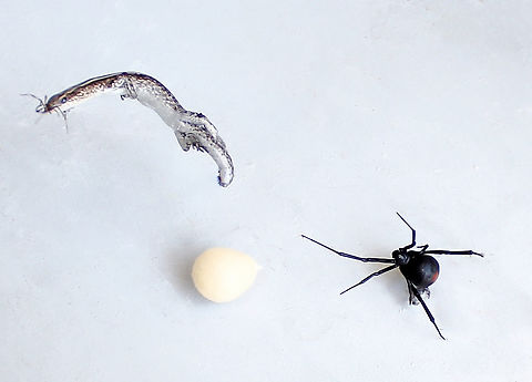 Redback spider with egg sac and prey Detail none too sharp as in a difficult high position to access - but the redback female is clear together with her single egg sac. The skink is her prey and that could be a tiny male or juvenile female close to the skin's head. 

Redback around 10 mm body length.  Araneae,Australia,Australian black widow,Geotagged,Latrodectus hasselti,Latrodectus hasseltii,Redback spider,Summer,Theridiidae,arachnid,arachnology,arthropod,fauna,invertebrate,macro,new south wales,redback egg sac