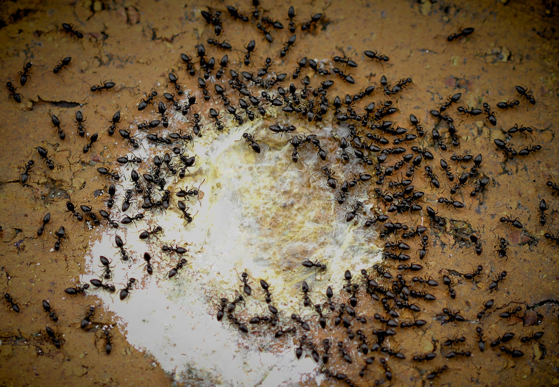 Technomyrmex feeding on bird droppings I learned that the excreta provides proteins and is nitrogen rich. <br />
<br />
Technomyrmex is a genus of ants in the subfamily Dolichoderinae.  Australia,Dolichoderinae,Formicidae,Geotagged,Hymenoptera,Spring,Technomyrmex,ant behaviour,arthropod,entomology,fauna,insect,invertebrate,macro,new south wales