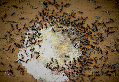 Technomyrmex feeding on bird droppings I learned that the excreta provides proteins and is nitrogen rich. 

Technomyrmex is a genus of ants in the subfamily Dolichoderinae.  Australia,Dolichoderinae,Formicidae,Geotagged,Hymenoptera,Spring,Technomyrmex,ant behaviour,arthropod,entomology,fauna,insect,invertebrate,macro,new south wales