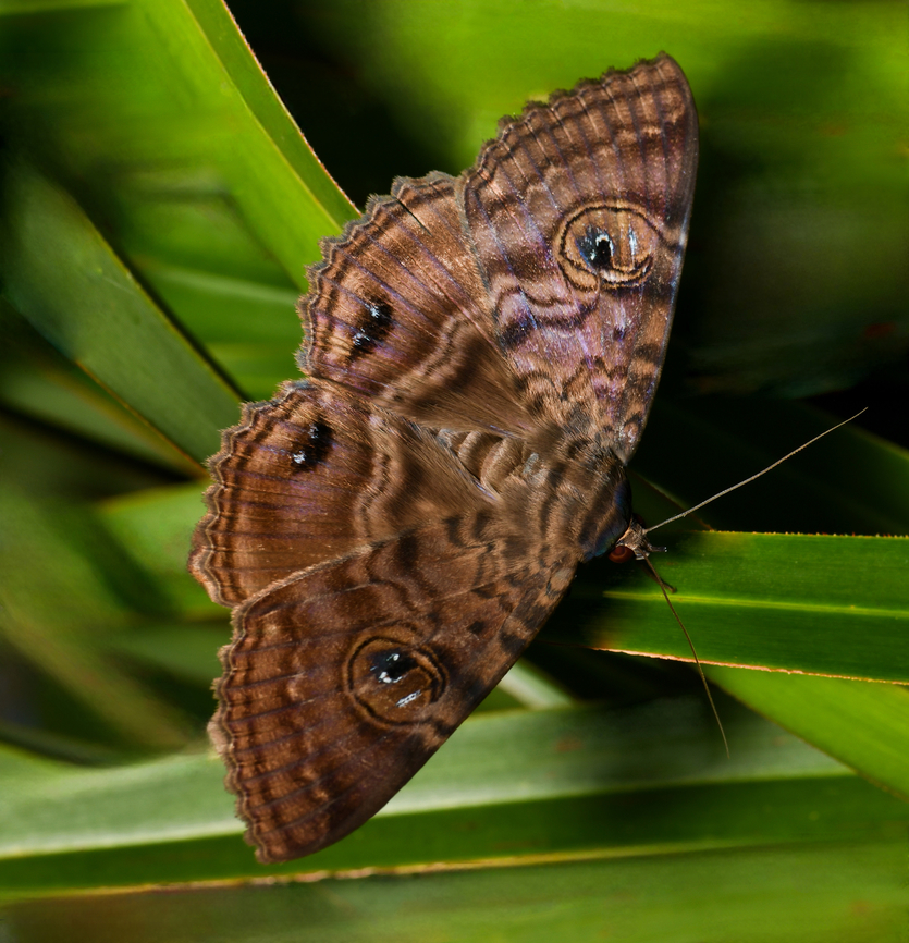 Speiredonia spectans Native to Australia, a granny's cloak moth in family Erebidae.<br />
<br />
In the bush during day light hours, these moths can be found in dark places such as caves or deep within vegetation.<br />
<br />
Larvae feed on wattle (family Mimosaceae) and yellow tulip (family Euphorbiaceae).<br />
<br />
Wingspan 75 mm Australia,Geotagged,Granny's Cloak Moth,Lepidoptera,Noctuoidea,Speiredonia spectans,Spring,arthropod,erebidae,fauna,hexapoda,insect,invertebrate,macro,moth,new south wales