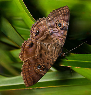 Speiredonia spectans Native to Australia, a granny's cloak moth in family Erebidae.

In the bush during day light hours, these moths can be found in dark places such as caves or deep within vegetation.

Larvae feed on wattle (family Mimosaceae) and yellow tulip (family Euphorbiaceae).

Wingspan 75 mm Australia,Geotagged,Granny's Cloak Moth,Lepidoptera,Noctuoidea,Speiredonia spectans,Spring,arthropod,erebidae,fauna,hexapoda,insect,invertebrate,macro,moth,new south wales