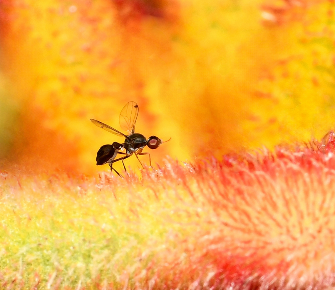 Fly to the flame Many of these tiny fly species within family Sepsidae resemble ants. <br />
<br />
And many Sepsids have a curious wing-waving habit made more apparent by the tiny dark patches at the wing end. <br />
<br />
They can often be found around dung or decaying plant and animal material where eggs are laid and larvae develop.<br />
<br />
Also commonly known as scavenger flies and ensign flies. <br />
<br />
This is Parapalaeosepsis plebeia. I singled this one out, but at the time of taking the image, there were hundreds all over the kangaroo paw flowers. <br />
<br />
Around 4 mm length.  Australia,Diptera,Geotagged,Parapalaeosepsis plebeia,Sepsidae,Spring,arthropod,ensign fly,entomology,fauna,insect,invertebrate,macro,new south wales,parasitic fly,scavenger fly
