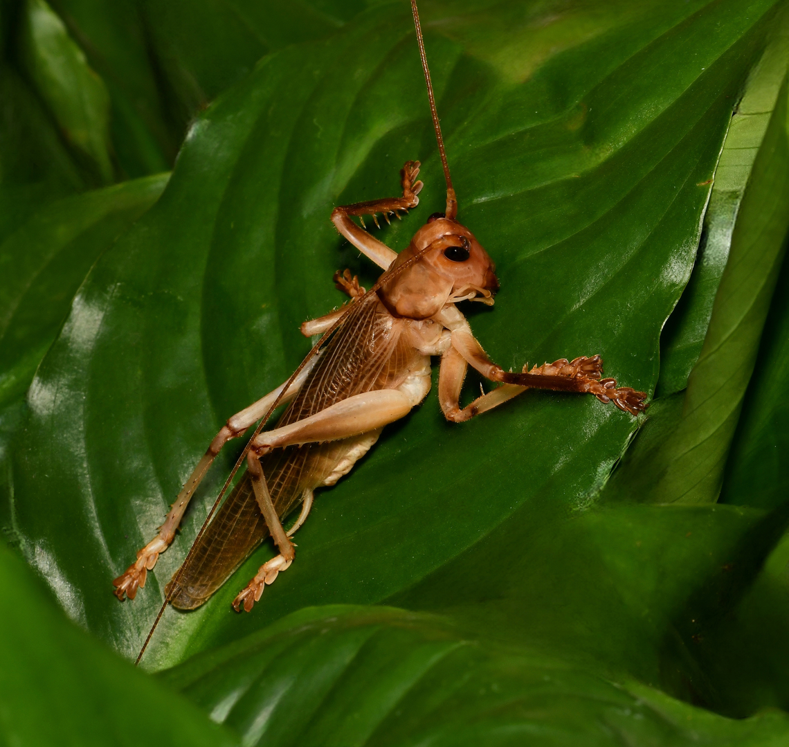 Leaf-rolling cricket This meaty-sized cricket is within family Gryllacrididae, known commonly as leaf-rolling crickets and also as raspy crickets. <br />
<br />
During daylight hours, most species within this family rest in shelters made from folded leaves sewn with silk.<br />
<br />
I did not know that some crickets produce silk until coming across this specimen and researching.  <br />
<br />
Around 5 cm in length.  Australia,Ensifera,Geotagged,Gryllacrididae,Orthoptera,Spring,arthropod,entomology,fauna,insect,invertebrate,leaf-rolling cricket,macro,new south wales,raspy cricket