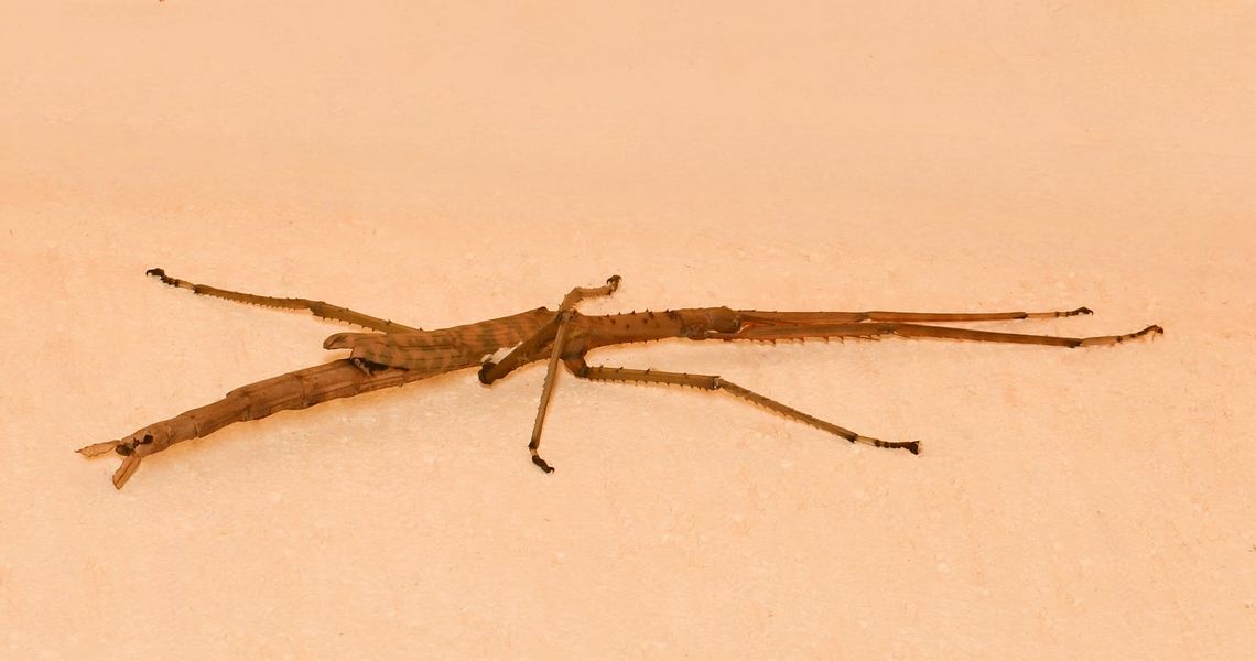 Australian titan stick insect On this day, electricians were helping me to replace an exterior broken light and as this big girl was resting right up near the ceiling in my high house porch, while up the ladder they kindly measured her for me and she was 25 cm/9 inches body length. <br />
<br />
With her legs outstretched in front of her, just under double that. <br />
<br />
I believe this is our 2nd longest stick insect after a species found in Queensland.  Acrophylla titan,Geotagged,Phasmatidae,Phasmatodea,Summer,Titan stick insect,arthropod,entomology,fauna,great brown phasma,insect,invertebrate,new south wales