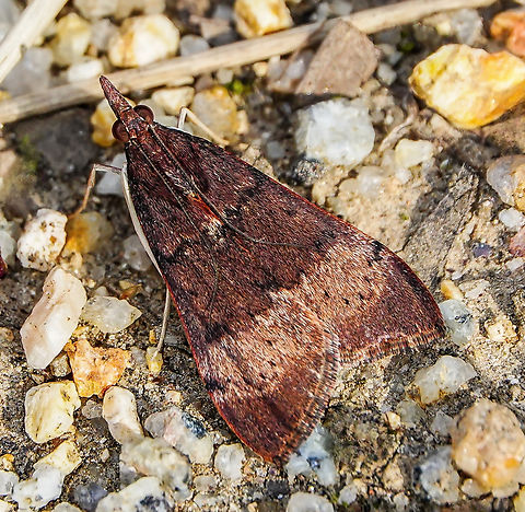 Tree lucerne moth The adult moth appears in two basic forms. Here in the eastern states of Australia, it has dark brown/purple forewings, and bright yellow hind wings with a black border.

In South Australia and Western Australia, the forewings have a broad pale sub-marginal band.

Larvae feeding on Fabaceae. Wingspan 30 mm. Australia,Crambidae,Geotagged,Lepidoptera,Tree Lucerne Moth,Uresiphita ornithopteralis,arthropod,entomology,fauna,insect,invertebrate,macro,new south wales,winter